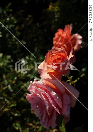 満開の薔薇 杏奈の写真素材