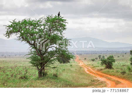 Path through the rainy savanna 77158867