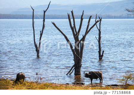 Dry trees and buffaloes Dry trees and buffaloes 77158868