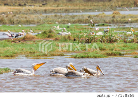 Great white pelicans 77158869