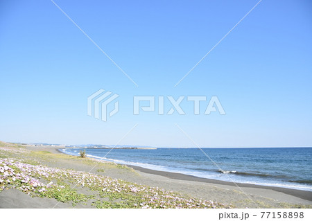 春の茅ヶ崎海岸に咲いている浜昼顔 77158898