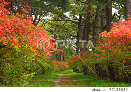 三夜沢赤城神社松並木とツツジ 三夜沢赤城神社松並木とツツジ 77158939