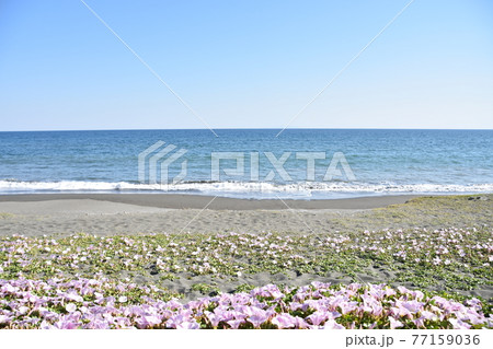 春の茅ヶ崎海岸に咲いている浜昼顔 77159036