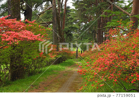 三夜沢赤城神社松並木とツツジ 三夜沢赤城神社松並木とツツジ 77159051