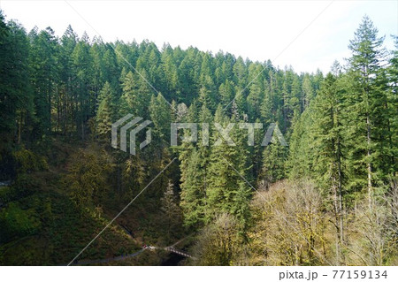 シルバーフォールズ州立公園 シルバーフォールズ州立公園 77159134