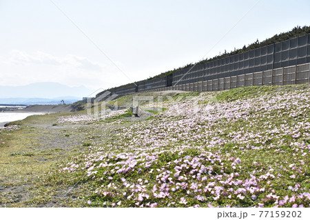 春の茅ヶ崎海岸に咲いている浜昼顔 春の茅ヶ崎海岸に咲いている浜昼顔 77159202