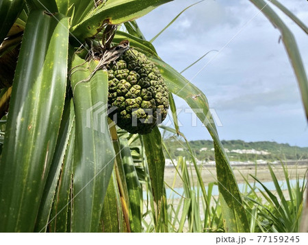 アダンの実 77159245