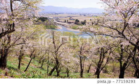 八乙女公園から望む春の玉川　秋田県大仙市 77159293