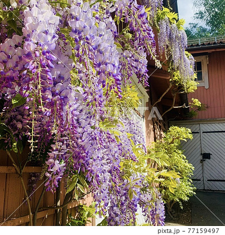 ノルウェーの藤の花 北欧で見る藤の花の写真素材