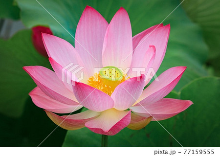 満開の蓮の花 77159555