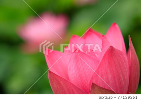 早朝 開き始める蓮の花 早朝 開き始める蓮の花 77159561