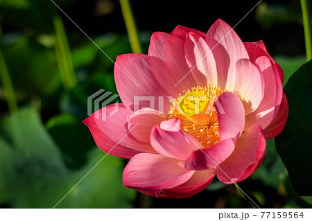 満開の蓮の花 満開の蓮の花 77159564