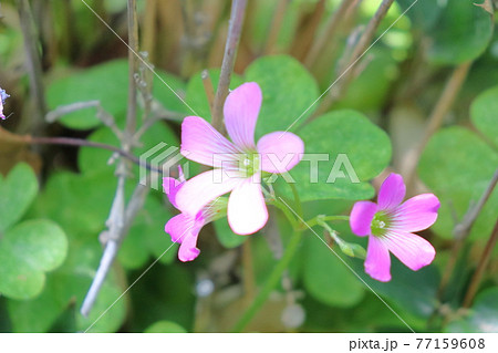 春 初夏の花 ムラサキカタバミの写真素材