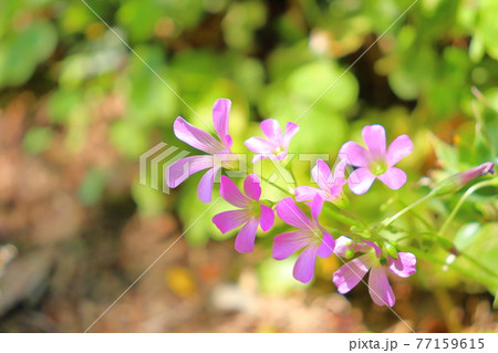 春 初夏の花 ムラサキカタバミの写真素材