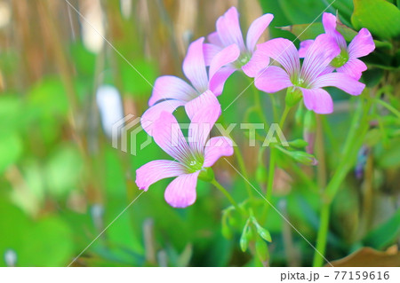 春 初夏の花 ムラサキカタバミの写真素材