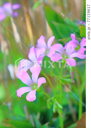 春～初夏の花　ムラサキカタバミ 77159617