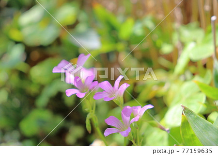 春 初夏の花 ムラサキカタバミの写真素材