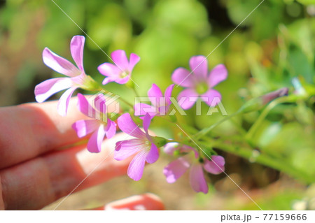 春～初夏の花　ムラサキカタバミと手 77159666