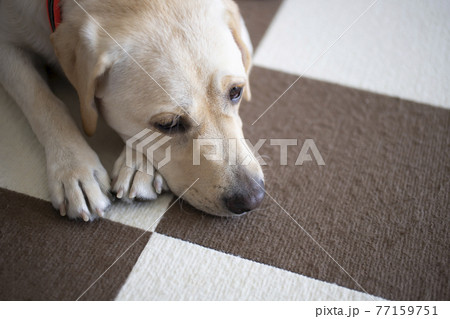 イエローのラブラドールレトリバー、伏せのポーズ 77159751