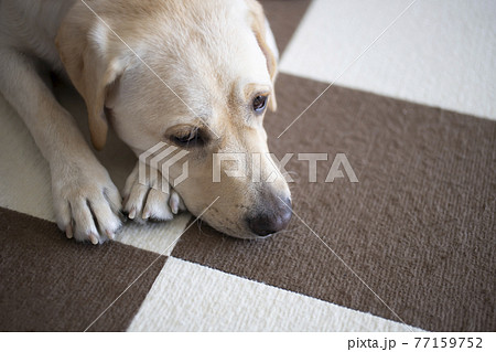 イエローのラブラドールレトリバー、伏せのポーズ イエローのラブラドールレトリバー、伏せのポーズ 77159752