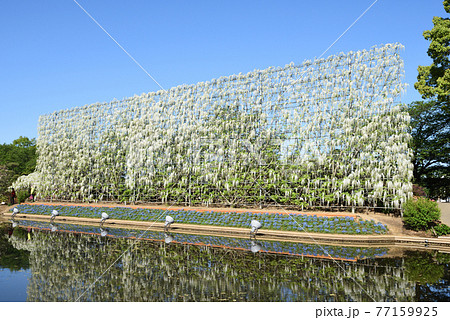 白藤の滝 77159925