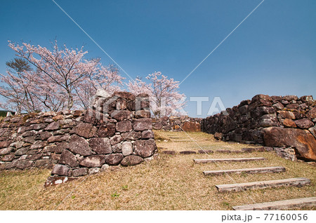 赤木城跡の桜 77160056