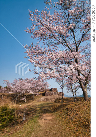 赤木城跡の桜 赤木城跡の桜 77160057