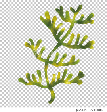 Algae Algae 77160069