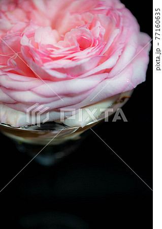 ピエールドロンサールという薔薇のアップ ピエールドロンサールという薔薇のアップ 77160635