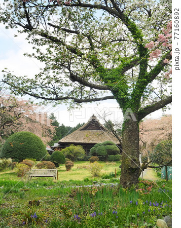 静岡県 春の秩父宮記念公園 4月 静岡県 春の秩父宮記念公園 4月 77160892