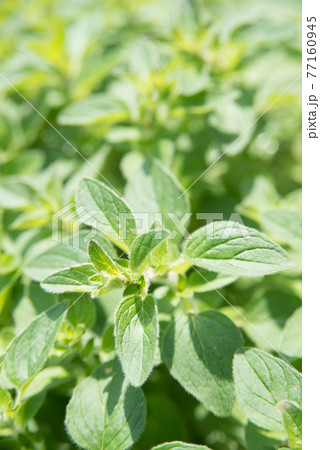 マジョラムの素材 77160945