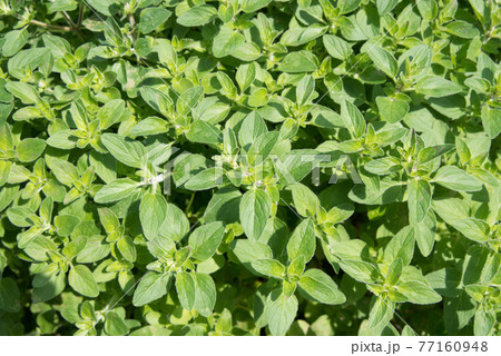 マジョラムの素材 77160948