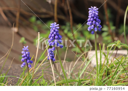 春の庭に咲くムスカリの青紫色の花 77160954