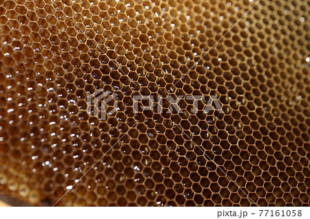 ハチの巣 77161058