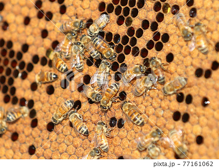 ミツバチ ミツバチ 77161062