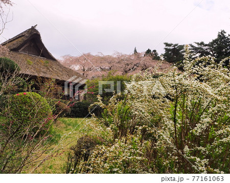 静岡県 春の秩父宮記念公園 4月 静岡県 春の秩父宮記念公園 4月 77161063
