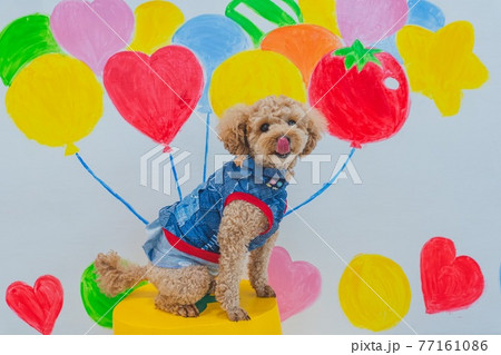 フォトスポットと犬 77161086