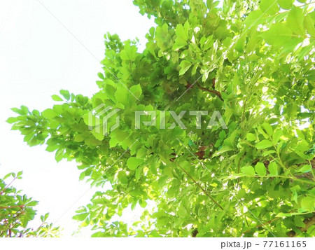 淡いグリーンの木の葉（背景素材） 77161165