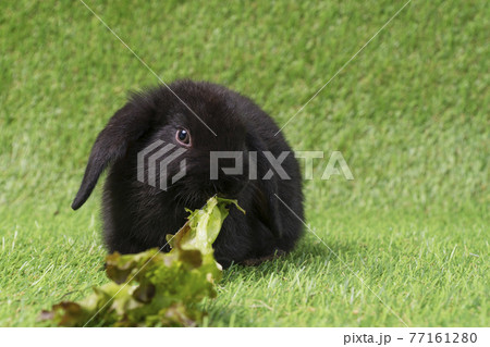 Adorable little baby bunny black eating fresh organic red oak vegetable while sitting on green grass Adorable little baby bunny black eating fresh organic red oak vegetable while sitting on green grass 77161280