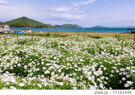 海辺の花畑 フラワーパーク浦島の写真素材