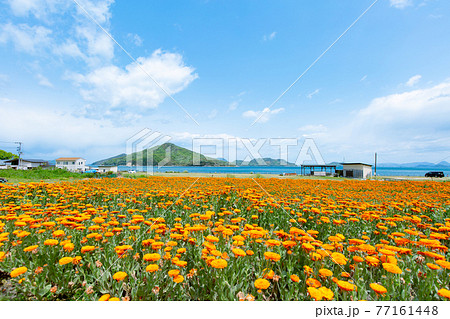 海辺の花畑 フラワーパーク浦島 海辺の花畑 フラワーパーク浦島 77161448