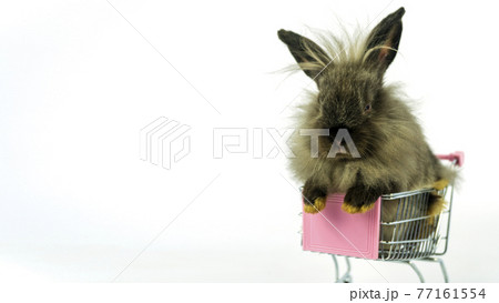 Adorable small fluffy fur rabbit sitting on mini shopping cart over isolated white background. 77161554