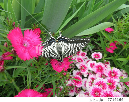 なでしこの花にとまっているアゲハチョウ なでしこの花にとまっているアゲハチョウ 77161664