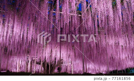 あしかがフラワーパーク　大藤のライトアップ 77161856