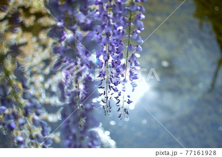 西寒田神社の藤 77161928