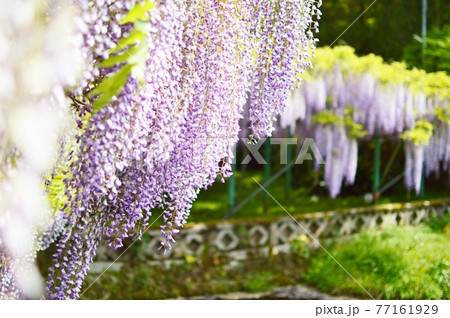 西寒田神社の藤 西寒田神社の藤 77161929