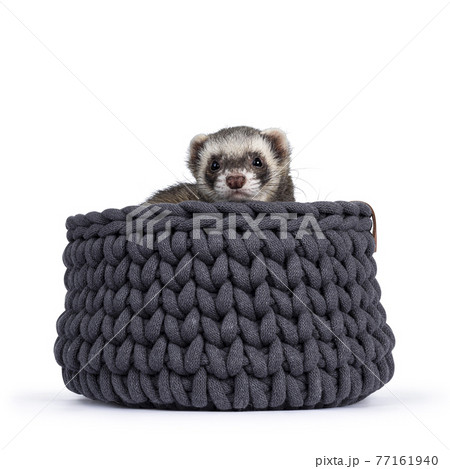 Ferret on white background 77161940