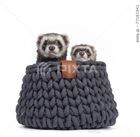 Ferret on white background Ferret on white background 77161941
