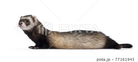 Ferret on white background 77161945