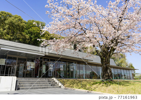 小牧山城史跡情報館 「れきしるこまき」と桜 77161963